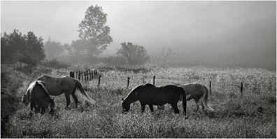 Les Chevaux 1080